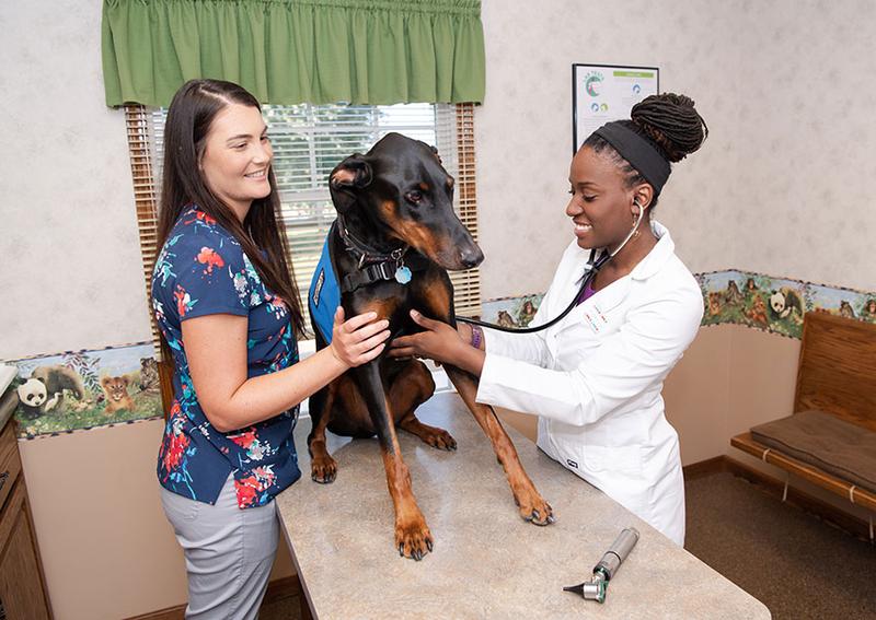 Carousel Slide 2: Delphos Dog Veterinarian